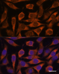 Immunofluorescence analysis of L929 cells using ME3 Polyclonal Antibody at dilution of 1:100. Blue: DAPI for nuclear staining.