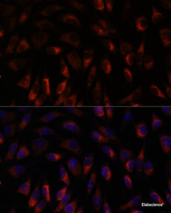 Immunofluorescence analysis of L929 cells using CHP1 Polyclonal Antibody at dilution of 1:100. Blue: DAPI for nuclear staining.