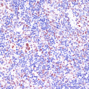 Immunohistochemistry of paraffin-embedded Rat spleen using KDM1 Polyclonal Antibody at dilution of 1:100 (40x lens) .