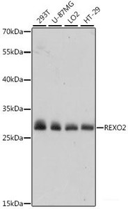 Western blot analysis of extracts of various cell lines using REXO2 Polyclonal Antibody at dilution of 1:1000.