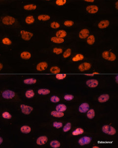 Immunofluorescence analysis of C6 cells using MYEF2 Polyclonal Antibody at dilution of 1:100. Blue: DAPI for nuclear staining.