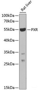 Western blot analysis of extracts of Rat liver using PXR Polyclonal Antibody at dilution of 1:1000.