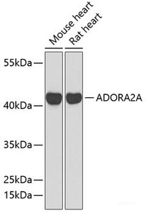 Western blot analysis of extracts of various cell lines using ADORA2A Polyclonal Antibody at dilution of 1:1000.