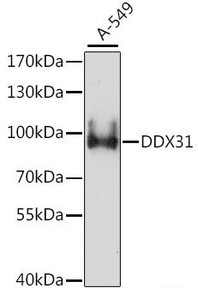 Western blot analysis of extracts of A-549 cells using DDX31 Polyclonal Antibody at dilution of 1:1000.