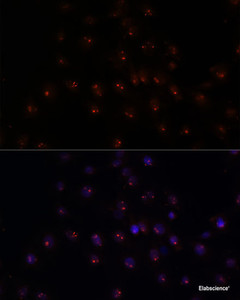 Immunofluorescence analysis of C6 cells using METTL16 Polyclonal Antibody at dilution of 1:100. Blue: DAPI for nuclear staining.