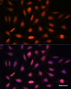 Immunofluorescence analysis of U-2 OS cells using PPIL4 Polyclonal Antibody at dilution of 1:100. Blue: DAPI for nuclear staining.