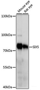 Western blot analysis of extracts of various cell lines using SIX5 Polyclonal Antibody at dilution of 1:1000.