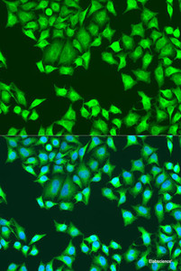 Immunofluorescence analysis of U2OS cells using SH2D1B Polyclonal Antibody at dilution of 1:100. Blue: DAPI for nuclear staining.