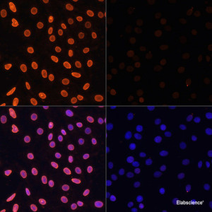 Immunofluorescence analysis of C6 cells using Acetyl-Histone H3-K36 Polyclonal Antibody at dilution of 1:100.C6 cells were treated by TSA (1 uM) at 37℃ for 18 hours. Blue: DAPI for nuclear staining.