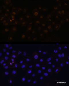 Immunofluorescence analysis of A431 cells using HEY1 Polyclonal Antibody at dilution of 1:100. Blue: DAPI for nuclear staining.