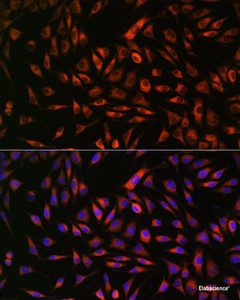 Immunofluorescence analysis of L929 cells using EML4 Polyclonal Antibody at dilution of 1:100. Blue: DAPI for nuclear staining.