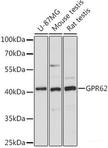 Western blot analysis of extracts of various cell lines using GPR62 Polyclonal Antibody at dilution of 1:1000.