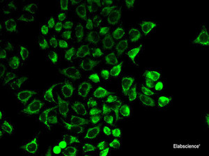 Immunofluorescence analysis of HeLa cells using PRL Polyclonal Antibody