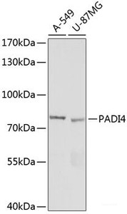 Western blot analysis of extracts of various cell lines using PADI4 Polyclonal Antibody at dilution of 1:1000.