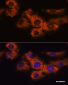 Immunofluorescence analysis of C6 cells using NDRG4 Polyclonal Antibody at dilution of 1:100. Blue: DAPI for nuclear staining.
