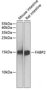 Western blot analysis of extracts of various cell lines using FABP2 Polyclonal Antibody at dilution of 1:500.