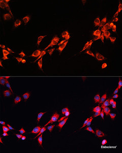 Immunofluorescence analysis of NIH/3T3 cells using PGRMC2 Polyclonal Antibody at dilution of 1:100. Blue: DAPI for nuclear staining.