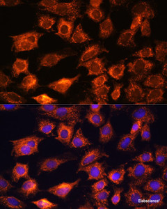 Immunofluorescence analysis of C6 cells using PTCD1 Polyclonal Antibody at dilution of 1:100. Blue: DAPI for nuclear staining.