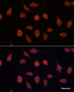 Immunofluorescence analysis of L929 cells using KCNAB2 Polyclonal Antibody at dilution of 1:100. Blue: DAPI for nuclear staining.