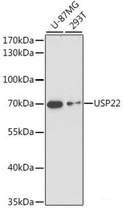 Western blot analysis of extracts of various cell lines using USP22 Polyclonal Antibody at dilution of 1:1000.