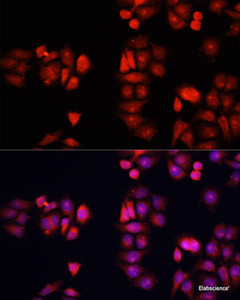 Immunofluorescence analysis of HeLa cells using BMP1 Polyclonal Antibody at dilution of 1:100. Blue: DAPI for nuclear staining.