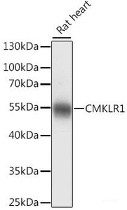 Western blot analysis of extracts of Rat heart using CMKLR1 Polyclonal Antibody at dilution of 1:1000.