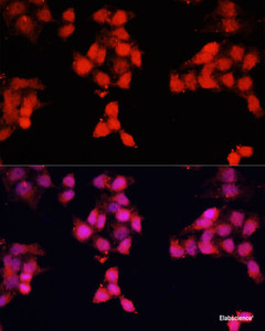 Immunofluorescence analysis of HeLa cells using ENO3 Polyclonal Antibody at dilution of 1:100. Blue: DAPI for nuclear staining.