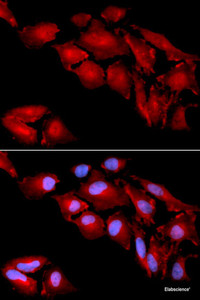 Immunofluorescence analysis of U2OS cells using CTNND1 Polyclonal Antibody