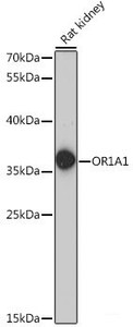 Western blot analysis of extracts of Rat kidney using OR1A1 Polyclonal Antibody at dilution of 1:1000.