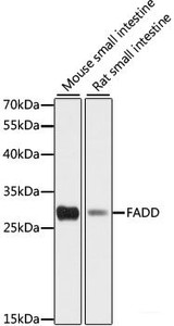 Western blot analysis of extracts of various cell lines using FADD Polyclonal Antibody at dilution of 1:1000.