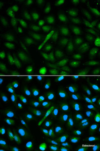 Immunofluorescence analysis of MCF-7 cells using AHSG Polyclonal Antibody