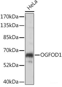 Western blot analysis of extracts of HeLa cells using OGFOD1 Polyclonal Antibody at dilution of 1:1000.