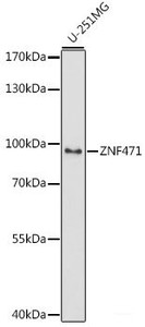 Western blot analysis of extracts of U-251MG cells using ZNF471 Polyclonal Antibody at dilution of 1:1000.