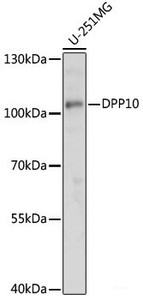 Western blot analysis of extracts of U-251MG cells using DPP10 Polyclonal Antibody at dilution of 1:1000.