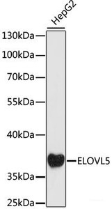 Western blot analysis of extracts of HepG2 cells using ELOVL5 Polyclonal Antibody at dilution of 1:1000.