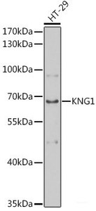 Western blot analysis of extracts of HT-29 cells using KNG1 Polyclonal Antibody at dilution of 1:1000.