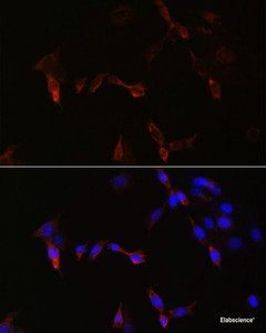 Immunofluorescence analysis of NIH/3T3 cells using PLA2G5 Polyclonal Antibody at dilution of 1:100. Blue: DAPI for nuclear staining.