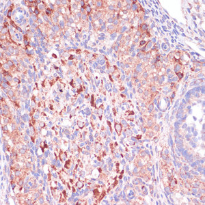 Immunohistochemistry of paraffin-embedded Rat ovary using WNT10B Polyclonal Antibody at dilution of 1:100 (40x lens) .