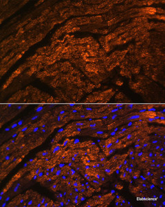 Immunofluorescence analysis of Rat heart using TTN Polyclonal Antibody at dilution of 1:100. Blue: DAPI for nuclear staining.