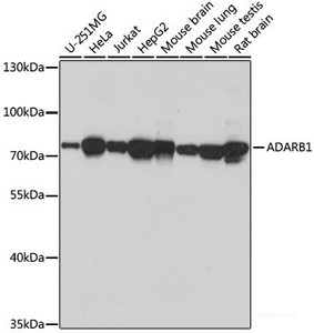Western blot analysis of extracts of various cell lines using ADARB1 Polyclonal Antibody at dilution of 1:1000.