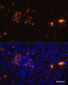 Immunofluorescence analysis of Rat spleen using CD70 Polyclonal Antibody at dilution of 1:100. Blue: DAPI for nuclear staining.