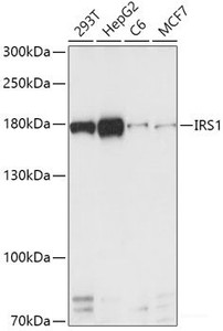 Western blot analysis of extracts of various cell lines using IRS1 Polyclonal Antibody at dilution of 1:1000.