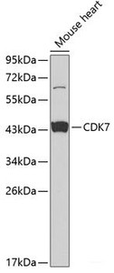 Western blot analysis of extracts of Mouse heart using CDK7 Polyclonal Antibody at dilution of 1:1000.