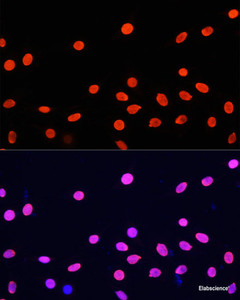 Immunofluorescence analysis of C6 cells using Histone H4 Polyclonal Antibody at dilution of 1:100. Blue: DAPI for nuclear staining.