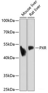 Western blot analysis of extracts of various cell lines using PXR Polyclonal Antibody at dilution of 1:1000.