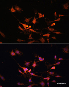 Immunofluorescence analysis of C6 cells using KEAP1 Polyclonal Antibody at dilution of 1:100. Blue: DAPI for nuclear staining.