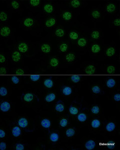 Immunofluorescence analysis of L929 cells using GTF2B Polyclonal Antibody at dilution of 1:100 (40x lens) . Blue: DAPI for nuclear staining.