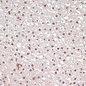 Immunohistochemistry of paraffin-embedded Rat liver using TARDBP Polyclonal Antibody at dilution of 1:200 (40x lens) .