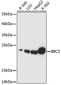 Western blot analysis of extracts of various cell lines using BBC3 Polyclonal Antibody at dilution of 1:1000.