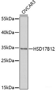 Western blot analysis of extracts of OVCAR3 cells using HSD17B12 Polyclonal Antibody at dilution of 1:1000.